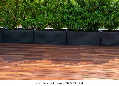 Hardwood Timber Decking And Evergreen Laurel Hedging In Pots