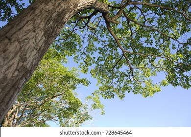 Hardwood Tree Branches And Leaves With Blue Sky