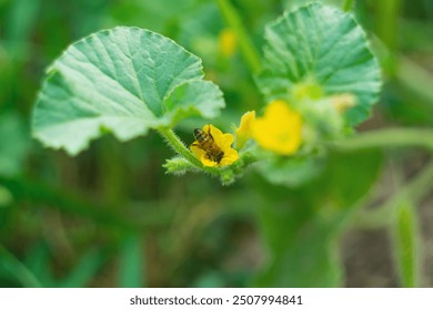 Hardworking bee collecting pollen while sinking head deep into yellow flowering flower melon plant close-up against blurred green background of summer orchard. Diligent working insects in nature.