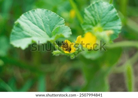 Hardworking bee collecting pollen while sinking head deep into yellow flowering flower melon plant close-up against blurred green background of summer orchard. Diligent working insects in nature.