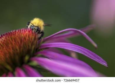 Hardworking bee pick nectar from beautiful summer flowers