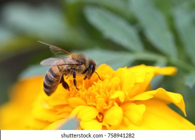 a hard-working bee pollinates a bright orange flower of marigolds. an incredibly beautiful and detailed macro insect on a delicate beautiful flower. bee pollinates garden flowers
