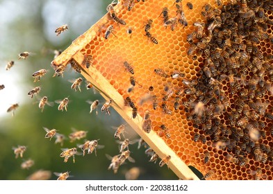 hardworking bees on honeycomb in apiary - Powered by Shutterstock