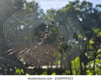 a hardworking spider
making its web in the sun.