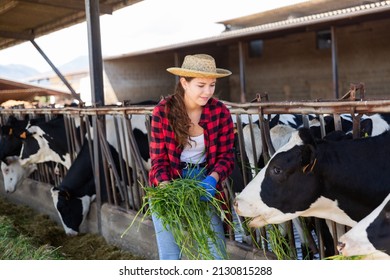 Hardworking Young Girl Working On A Livestock Farm Feeds The Cows Standing In The Stall With Freshly Cut Grass From ..hands