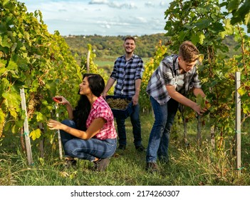 Hardworking young people picking grapes on field , hand picked grape 