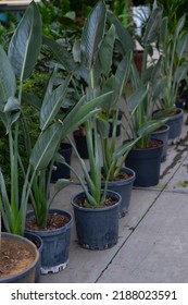 Hardy Banana Plants, Japanese Fibre Banana, Botanical Name Is Musa Basjoo.