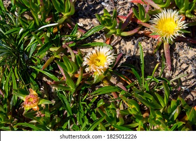 Water Wise Garden Hd Stock Images Shutterstock