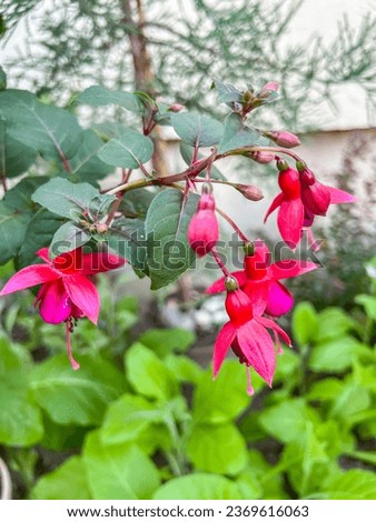 Hardy fuchsia (Fuchsia magellanica) is a species of flowering plant in the family Evening Primrose family (family Onagraceae), native to the lower Southern Cone of southern South America.