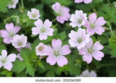 Hardy Geranium 'dreamland in flower - Shutterstock ID 2010360389