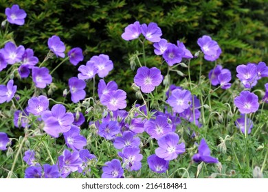 Hardy geranium 'Orion' in flower - Shutterstock ID 2164184841