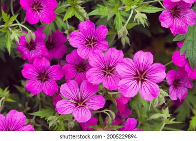 Hardy Geranium patricia 'brempat' in flower - Shutterstock ID 2005229894