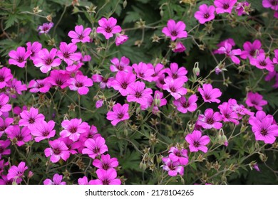 Hardy geranium 'Patricia'  in flower - Shutterstock ID 2178104265