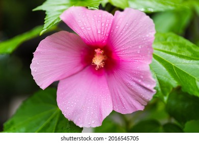 Hardy hibiscus flower with water droplets - Shutterstock ID 2016545705