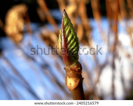 A hardy leaf bud on a plant during a very cold winter.  Enduring the snow and ice.  New growth, waiting for the warmth of Spring.  In a domestic garden.  Preston, UK.  December 2009.