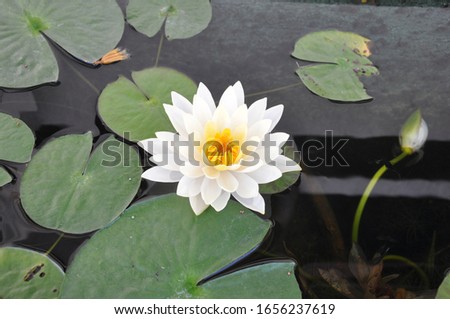 a hardy water-lily emerges from the water