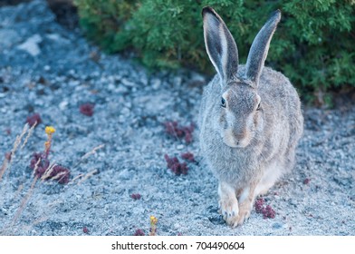 hare