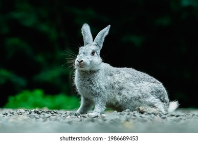 うさぎ 跳ねる の写真素材 画像 写真 Shutterstock