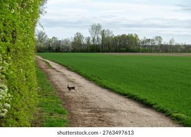 A hare dashes along a dirt path beside a lush green field, its natural habitat. The hare is likely foraging or seeking shelter amidst the vibrant spring foliage.