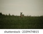 hare in the distance looking to the side in a grassfield