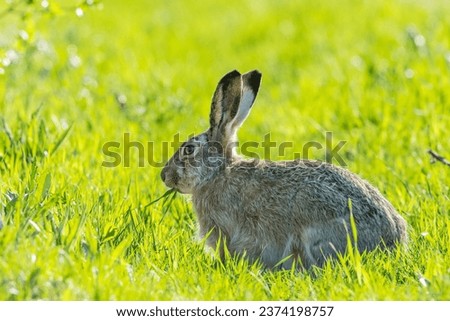Hare eating fresh green grass