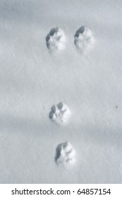 Hare Footprint On Snow.