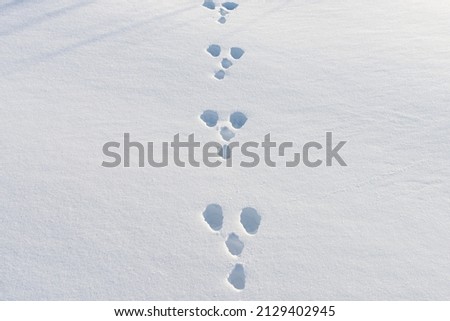 Hare footprints in the snow 