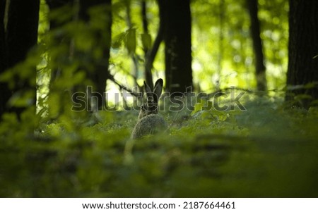 Hare in the forest, (Lepus Europaeus), the brown hare in wild habitat between trees on green background. Brown hare in deep forest.