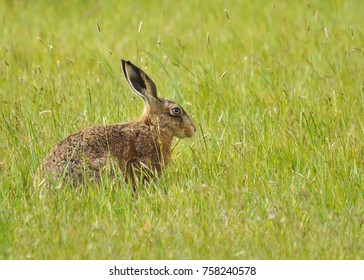 Hare (Lepus Europaeus) Sat Camouflaged Amongst Grass. Taken On Elmely Elmley National Nature Reserve, Isle Of Sheppey, England