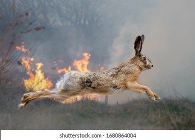 Hare on a background of burning forest. Wild animal in the midst of fire and smoke