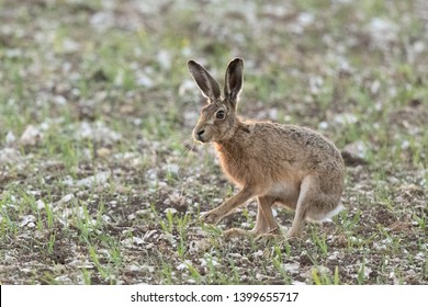 Hare On Chalk Farm Land Wiltshire UK