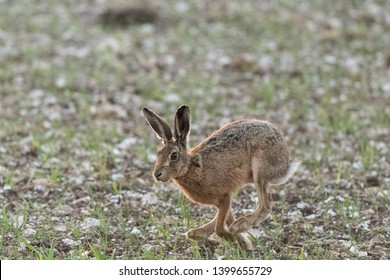 Hare On Chalk Farm Land Wiltshire UK