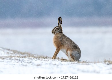 Hare posing on a cloudy winter day