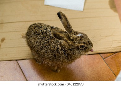 hare pup