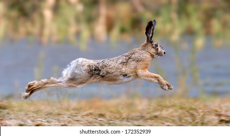 Hare running in a meadow  - Powered by Shutterstock