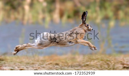 Hare running in a meadow 