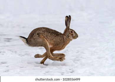 Hare running in the winter field
