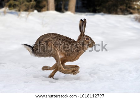 Hare running in the winter forest
