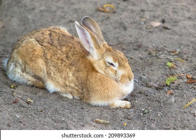 Sleeping Rabbit Images, Stock Photos & Vectors | Shutterstock