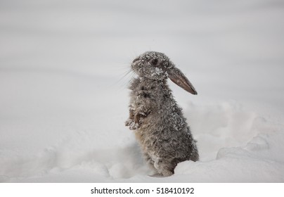 Hare In The Snow, Gray Rabbit