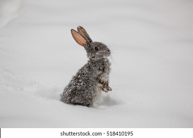 Hare In The Snow, Gray Rabbit