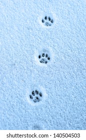 Hare Trace On A Fresh Snow