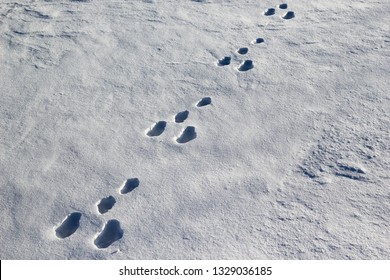 Hare Tracks In The Snow.