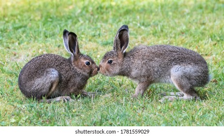 Download Cute Hares Images Stock Photos Vectors Shutterstock