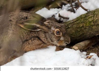 Hare In The Winter Woodland