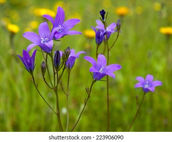 Harebell wildflowers - Campanula rotundifolia - Bellflower family