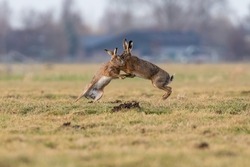 Hares Fighting In A Meadow