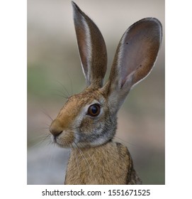Hares and jackrabbits are leporids belonging to the genus Lepus. Hares are classified in the same family as rabbits.