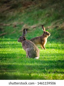 Hares on field in sunshine