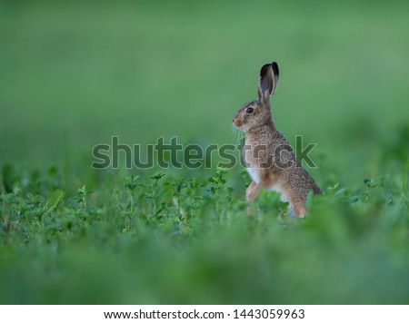 Hare,wildlife,animals,cute animals,wildlife animals,wildlife,animals,cute animals,wildlife animals